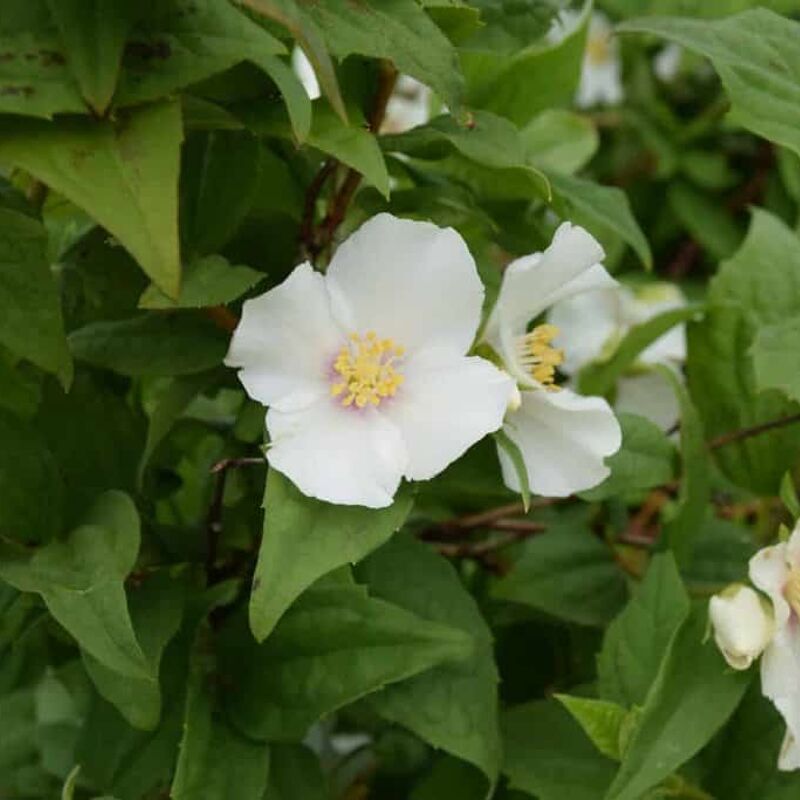 Philadelphus × lemoinei 'Belle Etoile' 40-60 cm